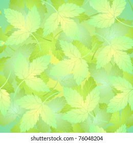 Light green bright leaves