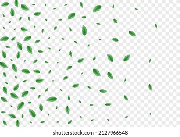 Vector transparente de fondo de follaje verde claro. Marco de estructura de vegetación. Textura fresca. Greenish Vivid Design. Mezcla de plantas.