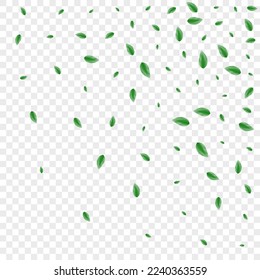 Light Green Foliage Background Transparent Vector. Leaves Decor Frame. Label Texture. Greenish Bio Design. Sheet Spring.