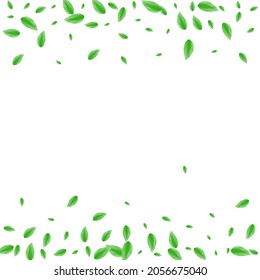 Light Green Foliage Background White Vector. Plant Falling Frame. Twig Design. Greenish Abstract Illustration. Leaf Peaceful.