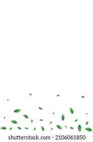 Light Green Foliage Background White Vector. Greenery Fresh Illustration. Icon Card. Green Structure Texture. Plant Wild.
