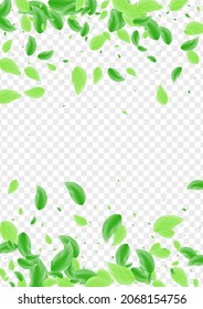Vector transparente de fondo verde claro. Diseño De Sabor De Hojas. Textura de belleza. Marco Delicado Verde. Deja el aire.