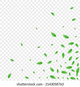 Light Green Greenery Background Transparent Vector. Foliage Agriculture Texture. Herbarium Illustration. Green Wild Design. Leaves Delicate.