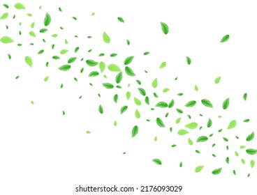 hellgrüner Hintergrund, weißer Vektorgrafik. Leaf Space Texture. Lebensmittelrahmen. Schwarze Blumenbilder. Blattwerk frisch.