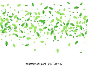 Light Green Greenery Background White Vector. Sheet Beauty Illustration. Twig Texture. Greenish Refreshing Card. Vegetation Garden.