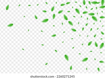 Light Green Leaf Background Transparent Vector. Vegetation Summer Design. Drink Texture. Greenish Agriculture Frame. Sheet Air.