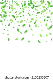 Vector blanco de fondo de hoja verde claro. Ilustración De Vegetación Volando. Tarjeta Botánica. Diseño de Eucaliptos Greenish. Copia de follaje.