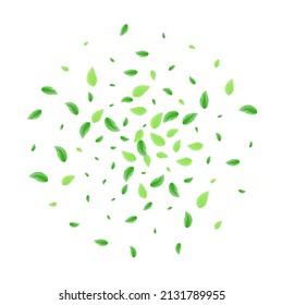 Light Green Leaf Background White Vector. Greenery Cosmetic Frame. Eco Texture. Greenish Food Card. Foliage Light.