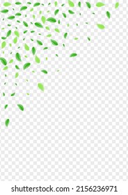 hellgrüne Blätter Hintergrund transparenter Vektorgrafik. Blatt Eleganter Rahmen. Aquarellkarte. Schwarze Flora Textur. Blattherbarium.