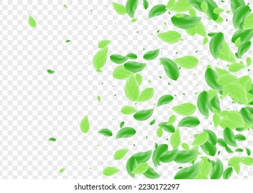 Vector transparente de fondo de hojas de color verde claro. Marco de la cubierta del follaje. Tarjeta de elemento. Ilustración de mezcla de Greenish. Cosmética verde.
