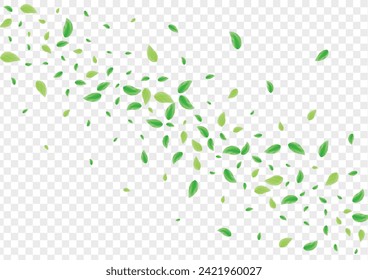 Light Green Leaves Background Transparent Vector. Leaf Flying Illustration. Concept Card. Greenish Twig Frame. Greenery Flavor.