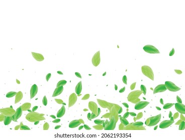 Light Green Leaves Background White Vector. Plant Botanical Design. Eucalyptus Texture. Greenish Drink Card. Sheet Herbal.