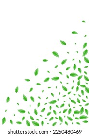 Light Green Leaves Background White Vector. Vegetation Pattern Texture. Banner Frame. Green Border Illustration. Plant Line.