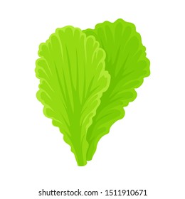 Light green leaves for a salad. Vector illustration