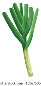 Light green leeks with dark green leafs vector illustration of vegetables on white background.