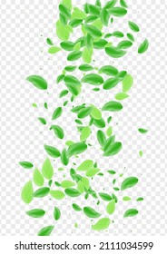 Light Green Plant Background Transparent Vector. Leaves Decorative Illustration. Agriculture Frame. Greenish Template Texture. Sheet Ecology.