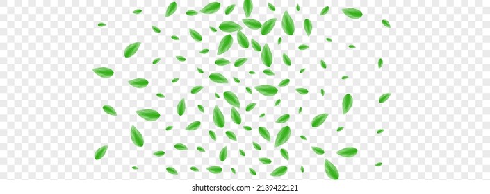 Light Green Plant Background Transparent Vector. Foliage Simple Texture. Aroma Frame. Green Beauty Design. Leaves Twig.