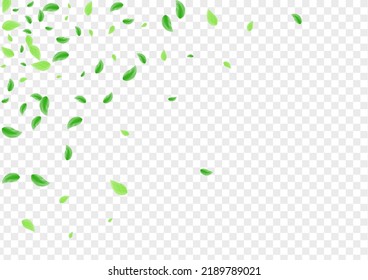 Light Green Plant Background Transparent Vector. Sheet Aroma Frame. Fresh Illustration. Greenish Twig Card. Leaves Sprout.