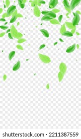 Light Green Plant Background Transparent Vector. Leaves Grow Illustration. Element Frame. Green Park Card. Leaf Line.
