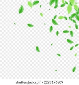 Light Green Plant Background Transparent Vector. Leaves Eucalyptus Frame. Creative Texture. Green Spring Design. Foliage Isolate.