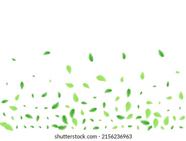 Light Green Plant Background White Vector. Leaves Shape Illustration. Simple Design. Greenish Symbol Card. Foliage Summer.