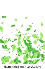 Vector blanco de fondo de planta verde claro. Ilustración Botánica de Verdor. Tarjeta orgánica. Textura de Greenish Copy. Twig de hojas.