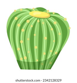 Light green round cactus vector illustration. Non blooming cactus isolated on white background. Succulent concept