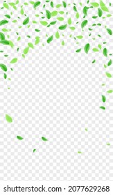Light Green Sheet Background Transparent Vector. Leaves Decoration Card. Decorative Frame. Greenish Abstract Texture. Plant Pure.