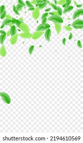 Light Green Sheet Background Transparent Vector. Leaf Peaceful Design. Aroma Texture. Green Space Illustration. Plant Subtle.