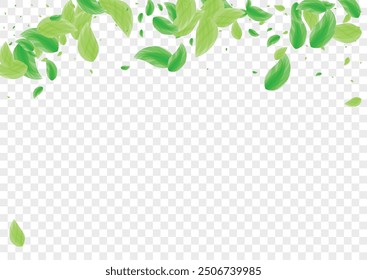 Light Green Sheet Background Transparent Vector. Vegetation Wind Card. Eucalyptus Frame. Greenish Label Texture. Foliage Selective.