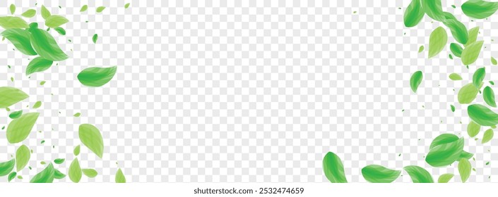 Light Green Sheet Background Transparent Vector. Foliage Subtle Card. Botanical Texture. Greenish Template Frame. Greenery Ecology.