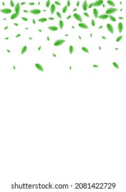 Light Green Sheet Background White Vector. Greenery Herbal Texture. Shape Frame. Green Agriculture Design. Leaf Growth.