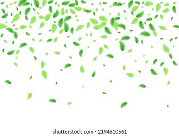 Light Green Sheet Background White Vector. Plant Light Design. Cover Illustration. Green Decoration Card. Leaf Eucalyptus.