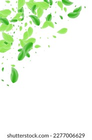Light Green Sheet Background White Vector. Leaves Vivid Frame. Air Texture. Greenish Floral Card. Greenery Delicate.