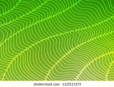 Light Green vector doodle blurred template. A vague abstract illustration with doodles in Indian style. A completely new template for your business design.