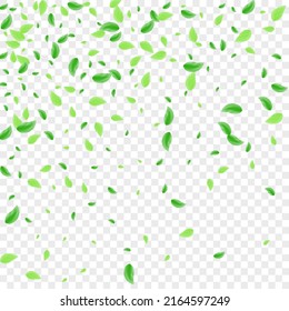 Light Green Vegetation Background Transparent Vector. Greenery Agriculture Texture. Pure Illustration. Green Summer Frame. Leaves Copy.