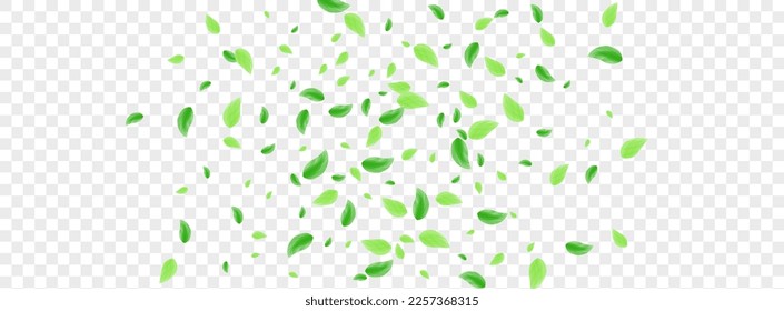 Vector transparente de fondo de vegetación verde claro. Ilustración de conjunto de hojas. Marco de verano. Diseño De Crecimiento Ecológico. Deja aislado.