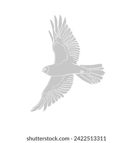Light grey silhouette of the flying hen harrier on white background. Vector illustration.