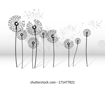 light illuminated  the background from beautiful translucent flowers dandelion
