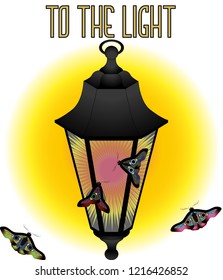 To the light (Lantern and moths)
