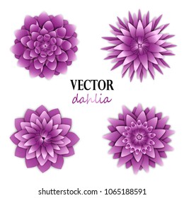 Light lilac dahlias collection.