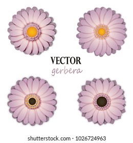 Light lilac gerbera collection
