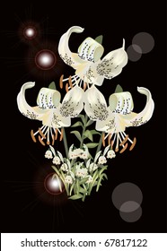 light lily illustration on black background