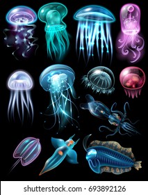 Light and multicolored stylish underwater animals icon set fish different jellyfish and squids vector illustration