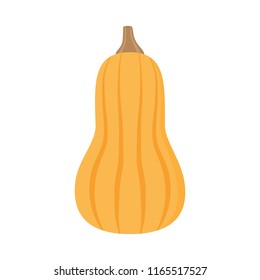 Light orange butternut squash vector illustration. Autumn pumpkin with brown stem, vegetable graphic icon or print, isolated. 
