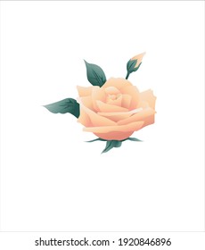 light Peach Rose vector art design