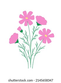 Light pink cosmos flower on white background. Romantic rustic floral illustration