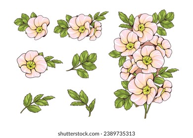 Light pink flower bouquet and separated into parts. Suitable for decorating wedding cards. or invitation card or as part of other designs. Vector illustration.
