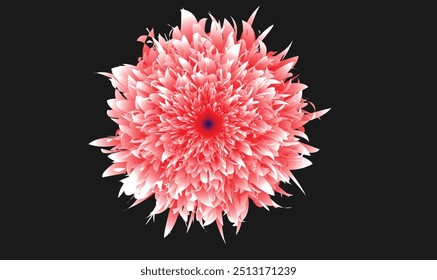 light pink flower on a black background isolated with clipping path. Closeup. big shaggy flower. for design. Dahlia.