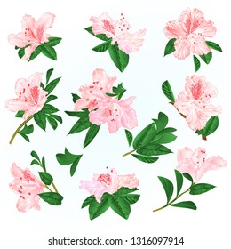 Light pink  flowers rhododendrons and leaves  mountain shrub on a blue background  vintage vector illustration editable hand draw